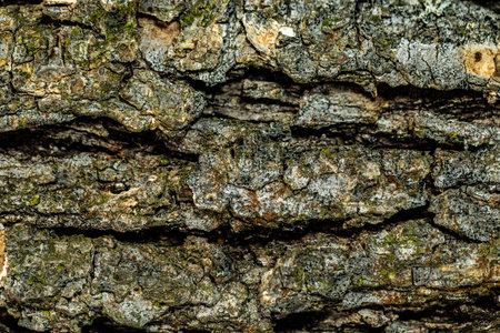 Tree bark texture background. Tree bark texture background. Tree bark texture background.
