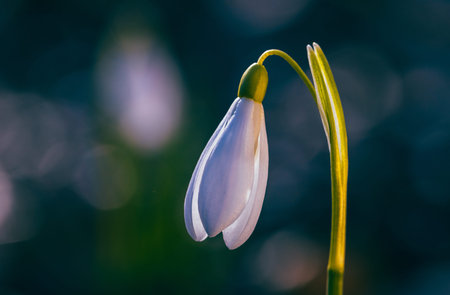 Beautiful snowdrop flower in spring forest. Macro photo with shallow depth of fieldの写真素材