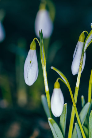 Beautiful white snowdrop flowers blooming in the forest in spring