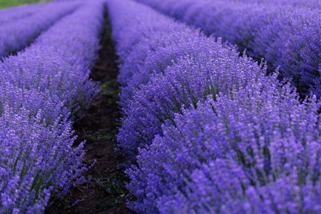 Lavender field in Provence, south of France.