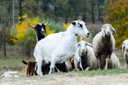 Herd of goats grazing in a meadow on an autumn day