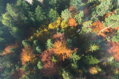 Colorful foliage of a forest in Podhale region in Poland viewed from above
