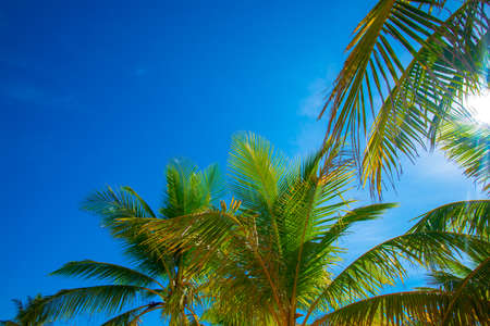 beachside vacation, coconut and seaの写真素材