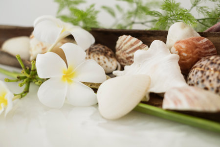 Spa and wellness setting with seashells and frangipani flowersの写真素材