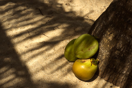 Coconut fruit on the ground in the shade of a treeの写真素材