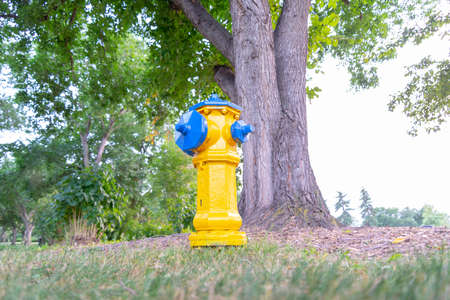 a yellow fire hydrant in the forestの写真素材