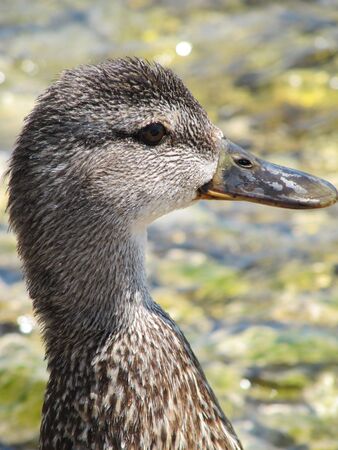 Duck Profileの写真素材