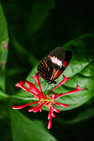 Cattleheart Butterfly (Parides iphidamas)の写真素材