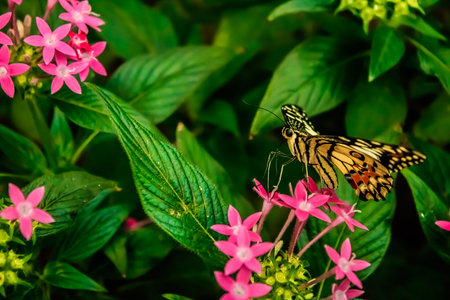 Lime Butterfly (Papilio demoleus) on Green Leaves
