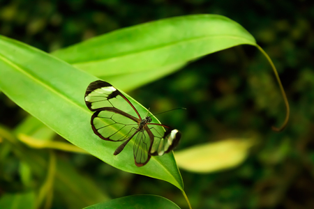 Glasswinged Butterfly (Greta oto)の写真素材