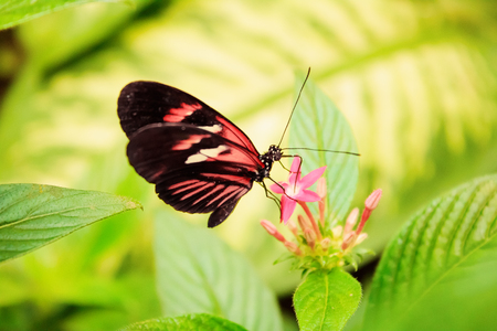 Cattleheart Butterfly (Parides iphidamas)の写真素材