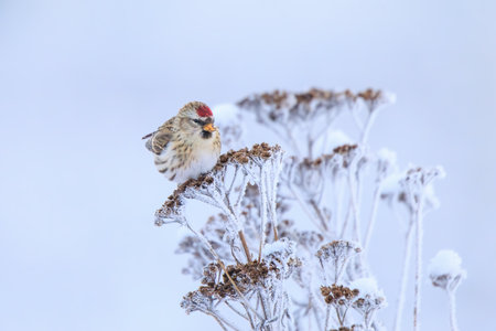 Common redpoll, Acanthis flammea, single bird on frozen herb in snowの写真素材