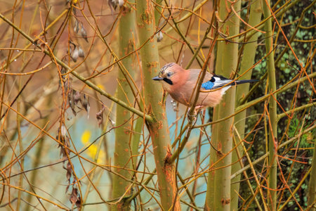 Beautiful Eurasian jay (Garrulus glandarius) in autumnの写真素材