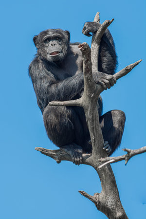 chimp sitting on a branch of a tree