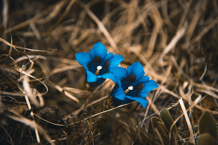 Beautiful wild gentain flower on an alpine meadow in Switzerland. Closeupの写真素材