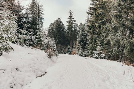 Walk through a snowy landscape with deep snowの写真素材