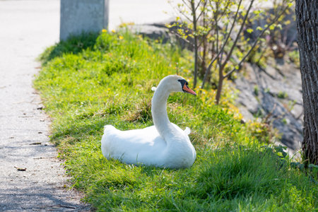 white swan lying on a meadow and resting