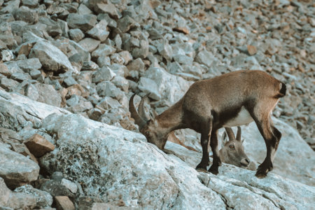 Ibex in the wild in the Alpstein region in Appenzellの写真素材