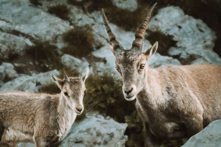 ibex in the wild in the Alpstein region in Appenzellの写真素材