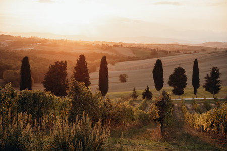 Beautiful view over vineyards in Tuscany - enjoy traveling