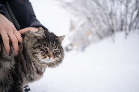 Cat enjoys being stroked by handの写真素材