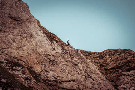 Ibex in the wild in the Alpstein region in Appenzellの写真素材