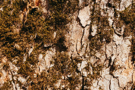 Bark of an old tree covered with moss in springの写真素材