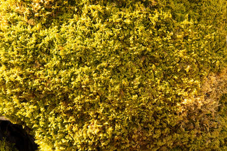 Moss on a tree trunk densely overgrown in greenの写真素材