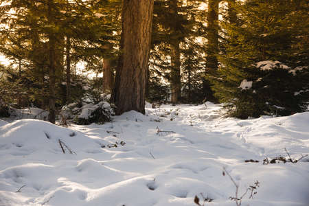 Snowy clearing in the middle of trees in switzerlandの写真素材