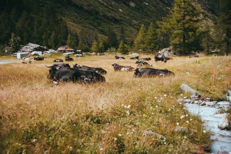 Black cows lying on a beautiful meadow switzerlandの写真素材