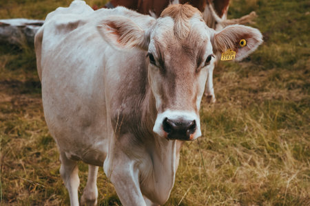 Brown cow standing on a beautiful meadow switzerlandの写真素材