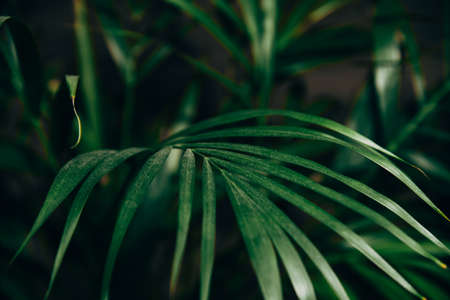 Dark thin beautiful green leaves of exotic houseplantの写真素材
