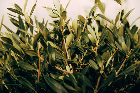 Detail of olive tree - beautiful fresh olive leavesの写真素材