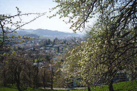 Sprouting buds on old trees in spring - everything begins to bloomの写真素材