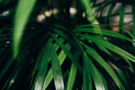 Dark thin beautiful green leaves of exotic houseplant