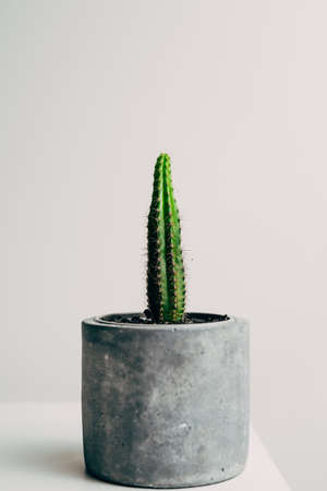 Beautiful healthy stick cactus in a concrete pot in an apartment - decorationの写真素材
