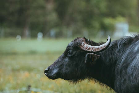 black water buffalo grazing in a meadowの写真素材