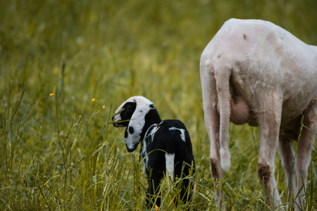 Young sheep of a farm on a lush meadow in Switzerlandの写真素材