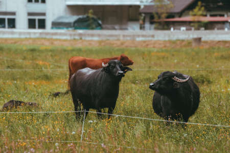 black water buffalo grazing in a meadowの写真素材