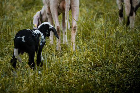 Young sheep of a farm on a lush meadow in Switzerlandの写真素材