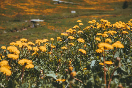 Swiss mountains - Flower meadow in the Alpsの写真素材