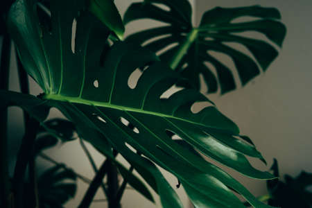 House plant in dark green stands in an apartmentの写真素材
