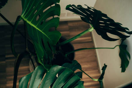 House plant in dark green stands in an apartmentの写真素材