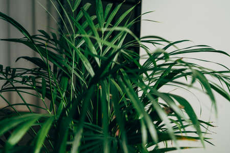 House plant in dark green stands in an apartmentの写真素材