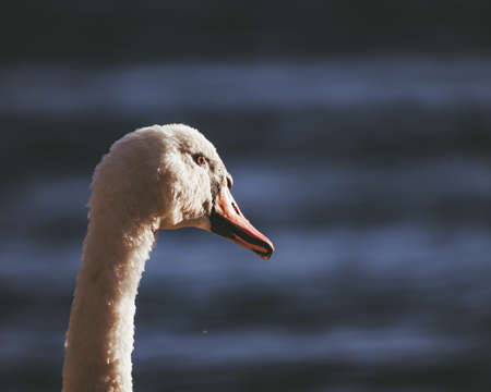 head of beautiful white swan photographed from behind with blue backgroundの写真素材