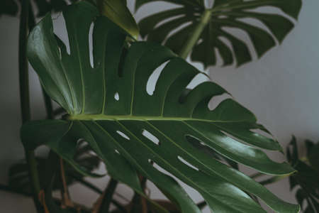 House plant in dark green stands in an apartmentの写真素材