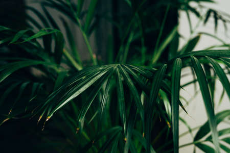 House plant in dark green stands in an apartmentの写真素材