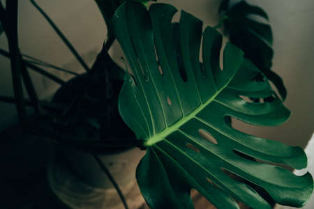 House plant in dark green stands in an apartmentの写真素材