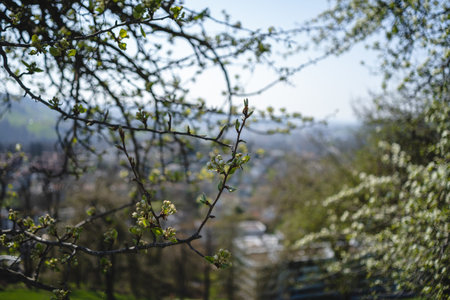 Sprouting buds on old trees in spring - everything begins to bloom