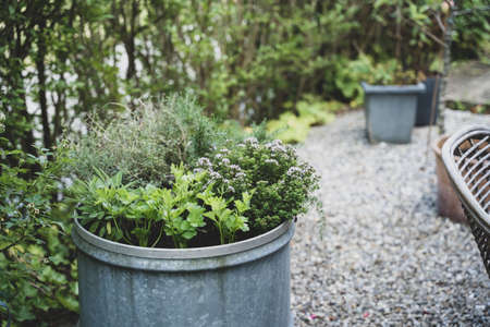herbs in a garden with many aromas and a delicious scentの写真素材